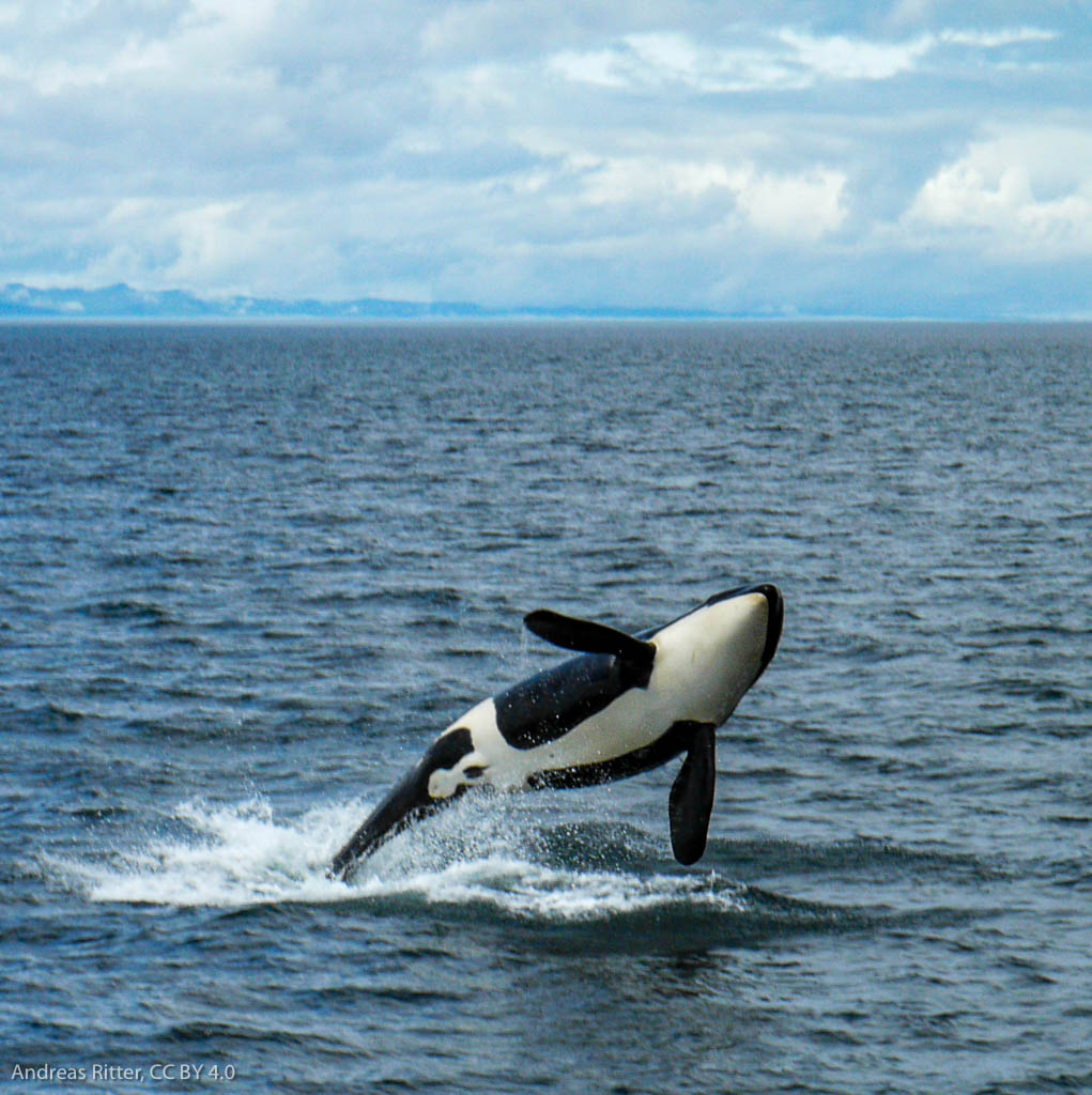 orca, jumping out of the water